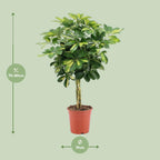 Schefflera arboricola Gold Capella (vingersboom) – Ø19 cm, 75 cm hoog