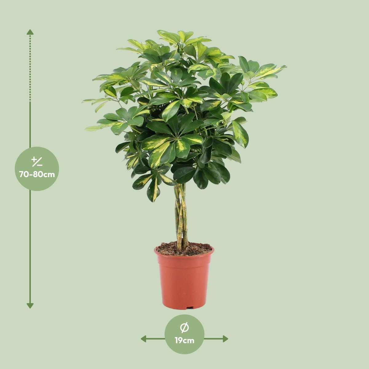 Schefflera arboricola Gold Capella (vingersboom) – Ø19 cm, 75 cm hoog