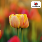 Tulpe 'Icoon' – 20 Blumenzwiebeln (Zwiebelgröße 11/12)