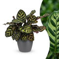 Calathea makoyana im grauen Übertopf von Potter – Ø 12 cm, 25 cm hoch