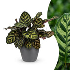 Calathea makoyana im grauen Übertopf von Potter – Ø 12 cm, 25 cm hoch