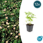 Fragaria vesca (wild strawberry) – 12 plants, Ø9 cm, 10–25 cm high