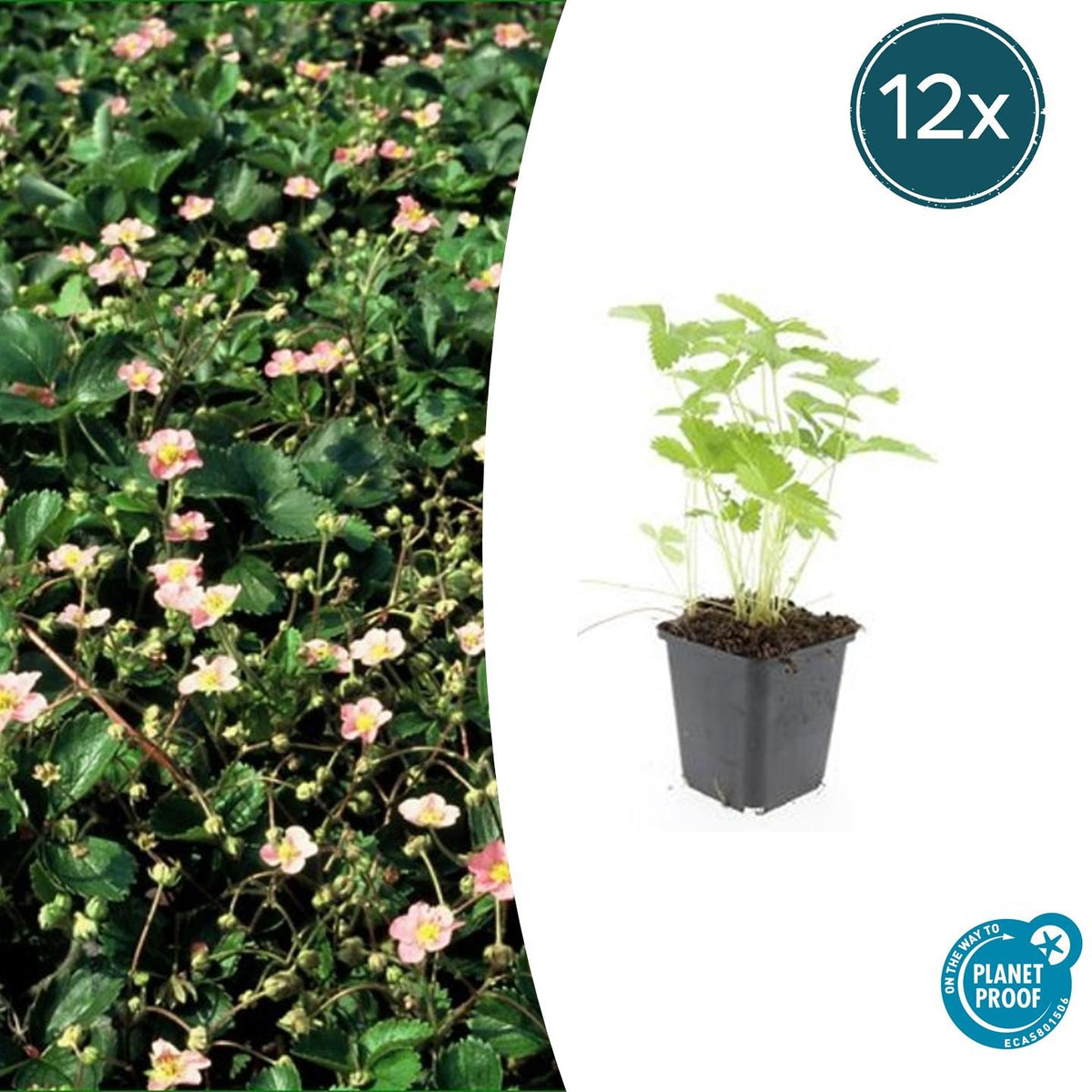 Fragaria vesca (aardbei) – 12 planten, Ø9 cm, 10–25 cm hoog