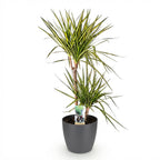 Dracaena Sunray (arbre dragon) dans pot décoratif Potter gris – Ø21 cm, 90–100 cm de haut