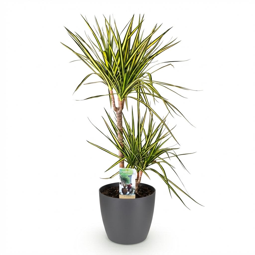 Dracaena Sunray (drakenboom) in Potter-sierpot grijs – Ø21 cm, 90–100 cm hoog