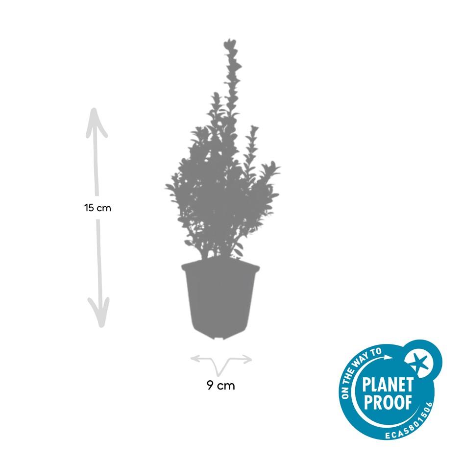 Buxus sempervirens – 24 Pflanzen, Ø 9 cm, 10–25 cm hoch