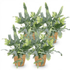 4× Phlebodium aureum Blue Star (fougère bleue) avec panier – Ø12 cm, 25 cm de haut