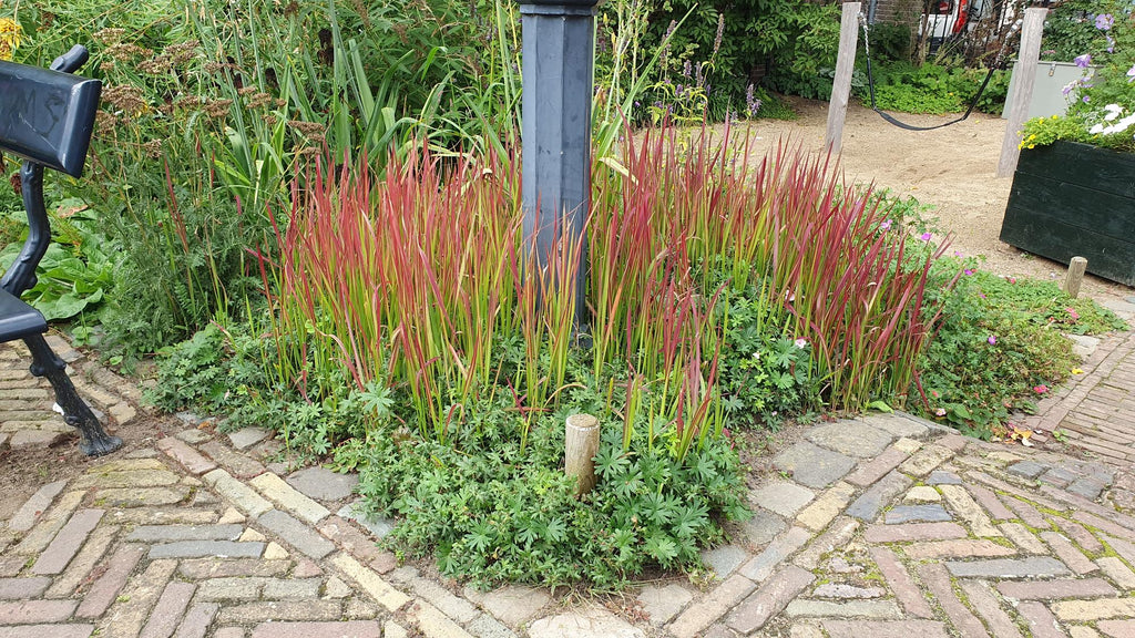 Imperata cylindrica 'Red Baron' (Japanisches Blutgras) – 60 Pflanzen, Ø9 cm, 10–25 cm hoch – Bild 7