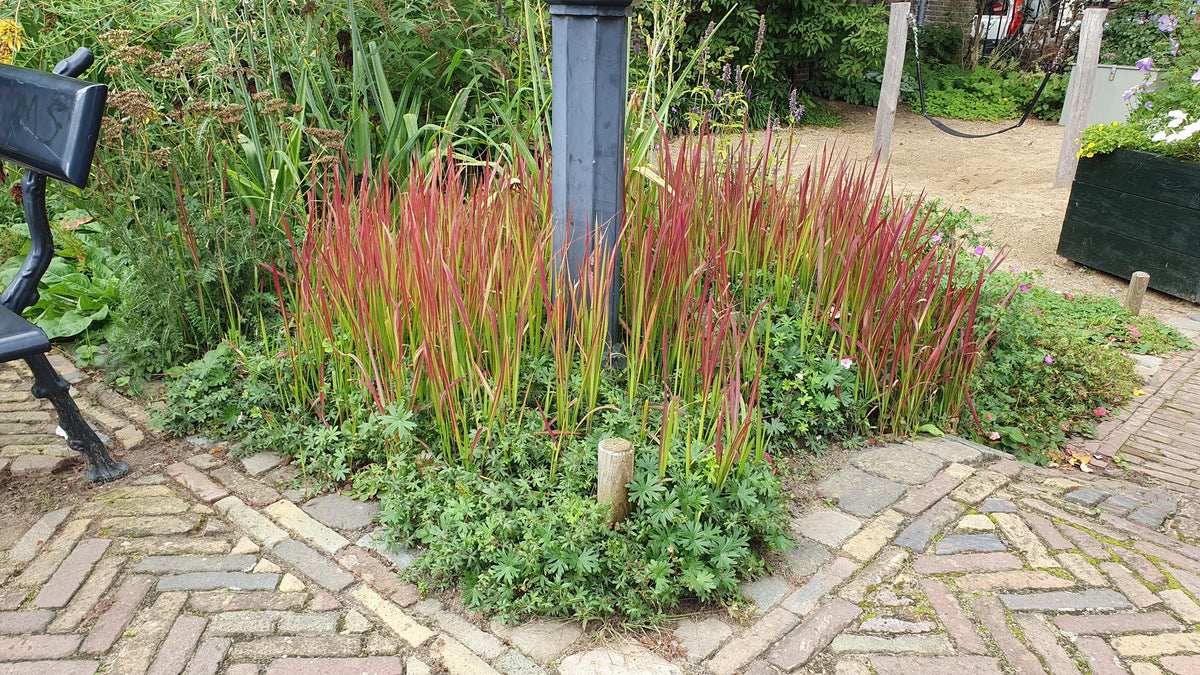 Imperata cylindrica 'Red Baron' (Japanisches Blutgras) – 60 Pflanzen, Ø9 cm, 10–25 cm hoch – Bild 7