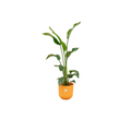 Strelitzia nicolai (witte paradijsvogelbloem) incl. Jazz Round geel – Ø23 cm, 100 cm hoog