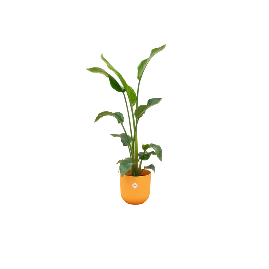 Strelitzia nicolai (witte paradijsvogelbloem) incl. Jazz Round geel – Ø23 cm, 100 cm hoog
