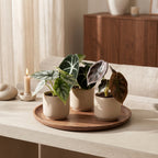3× Baby Alocasia Tricolour (elefantøre) – Ø6 cm, 12 cm høj