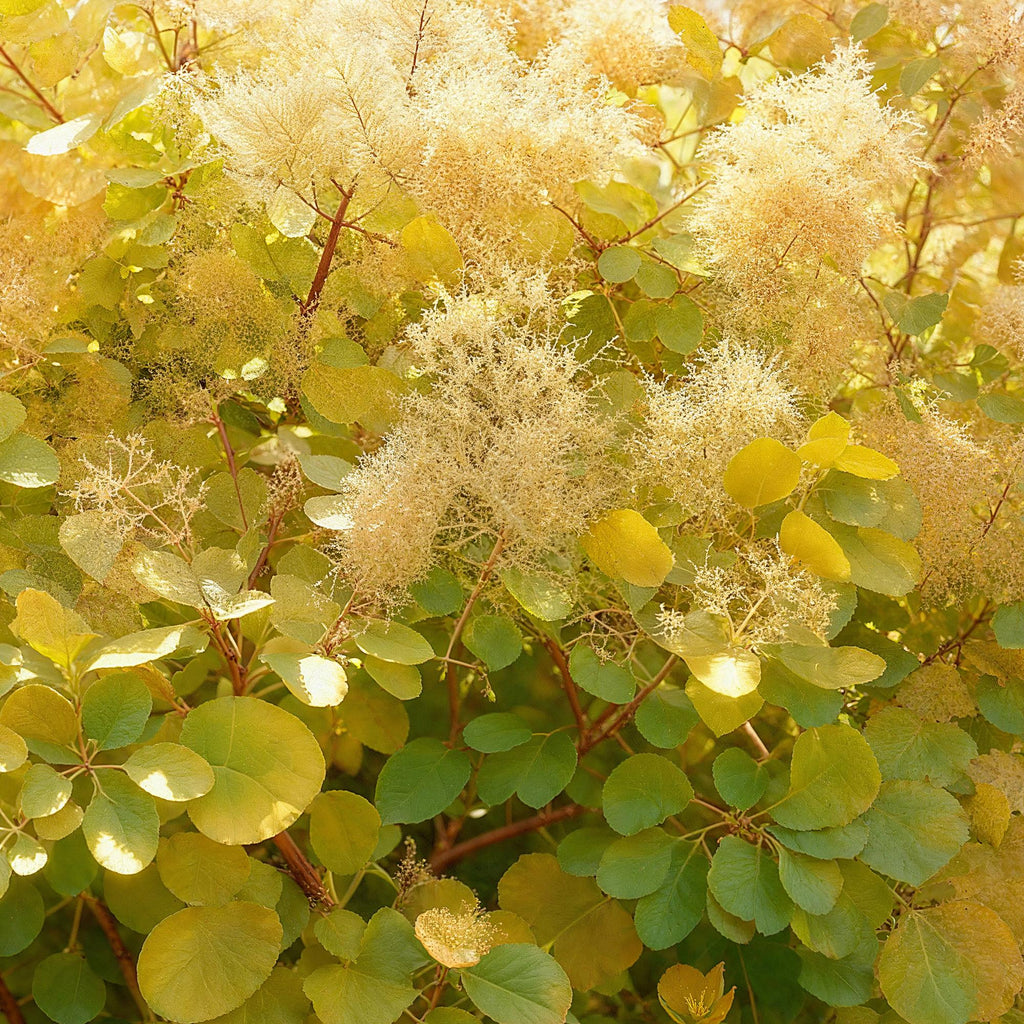 Cotinus coggyria 'Golden Spirit' (cotinus) – jaune – Ø12 cm, 35 cm de haut – photo 4