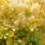 Cotinus coggyria 'Golden Spirit' (cotinus) – jaune – Ø12 cm, 35 cm de haut