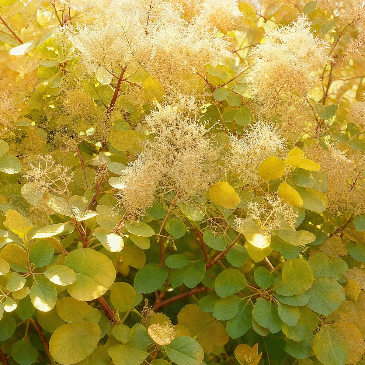 Cotinus coggyria 'Golden Spirit' (cotinus) – jaune – Ø12 cm, 35 cm de haut – photo 4