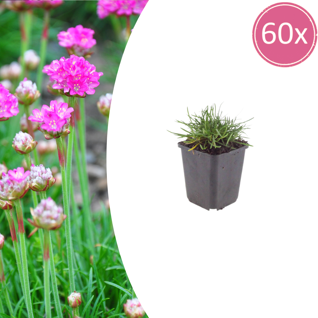 Armeria m. 'Splendens' (Flieder-Armeria) – 60 Pflanzen, Ø9 cm, 10–25 cm hoch
