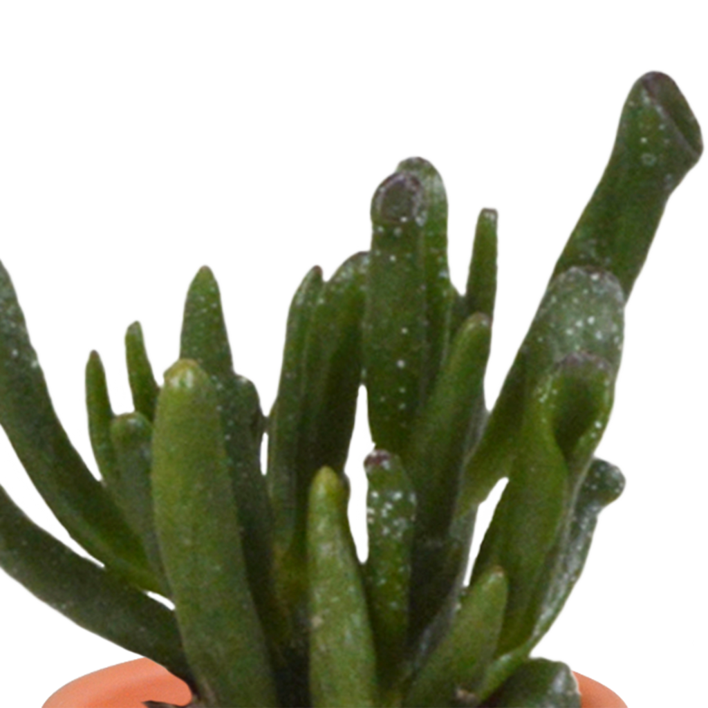15× Mélange de cactus et plantes grasses (Cactaceae) – Ø6 cm, 13 cm de haut – photo 26