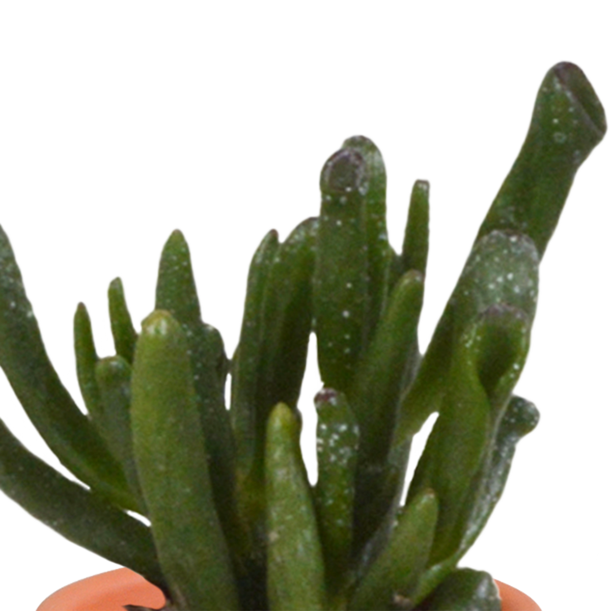 15× Mélange de cactus et plantes grasses (Cactaceae) – Ø6 cm, 13 cm de haut – photo 26