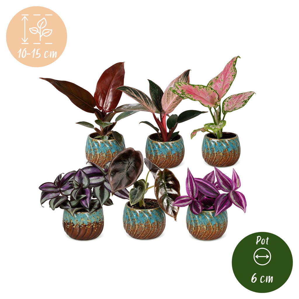 6× jeunes plantes Paradise Mix incl. Copper Reef – Ø6 cm, 10–15 cm de haut – photo 5