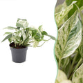 Epipremnum Marble Variegata (Scindapsus) – Ø 12 cm, 20 cm hoch