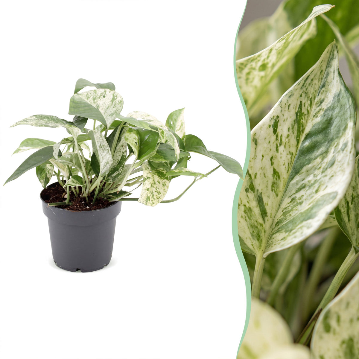 Epipremnum Marble Variegata (scindapsus) – Ø12 cm, 20 cm høj