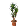 Yucca elephantipes vertakt – Ø55 cm, 190 cm hoog
