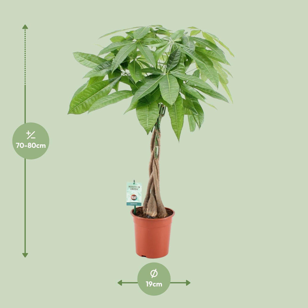 Pachira Aqautica (pengetræ) – Ø19 cm, 80 cm høj