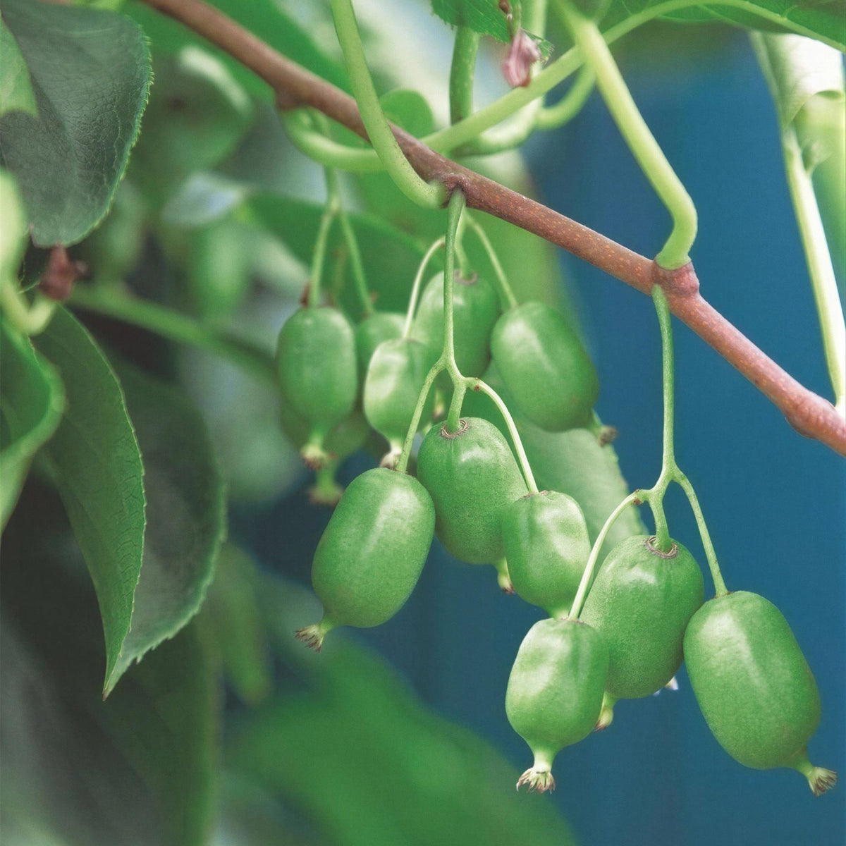 Actinidia arguta 'Issai' (kiwi) – 2 plants, Ø15 cm, 50 cm de haut – photo 5