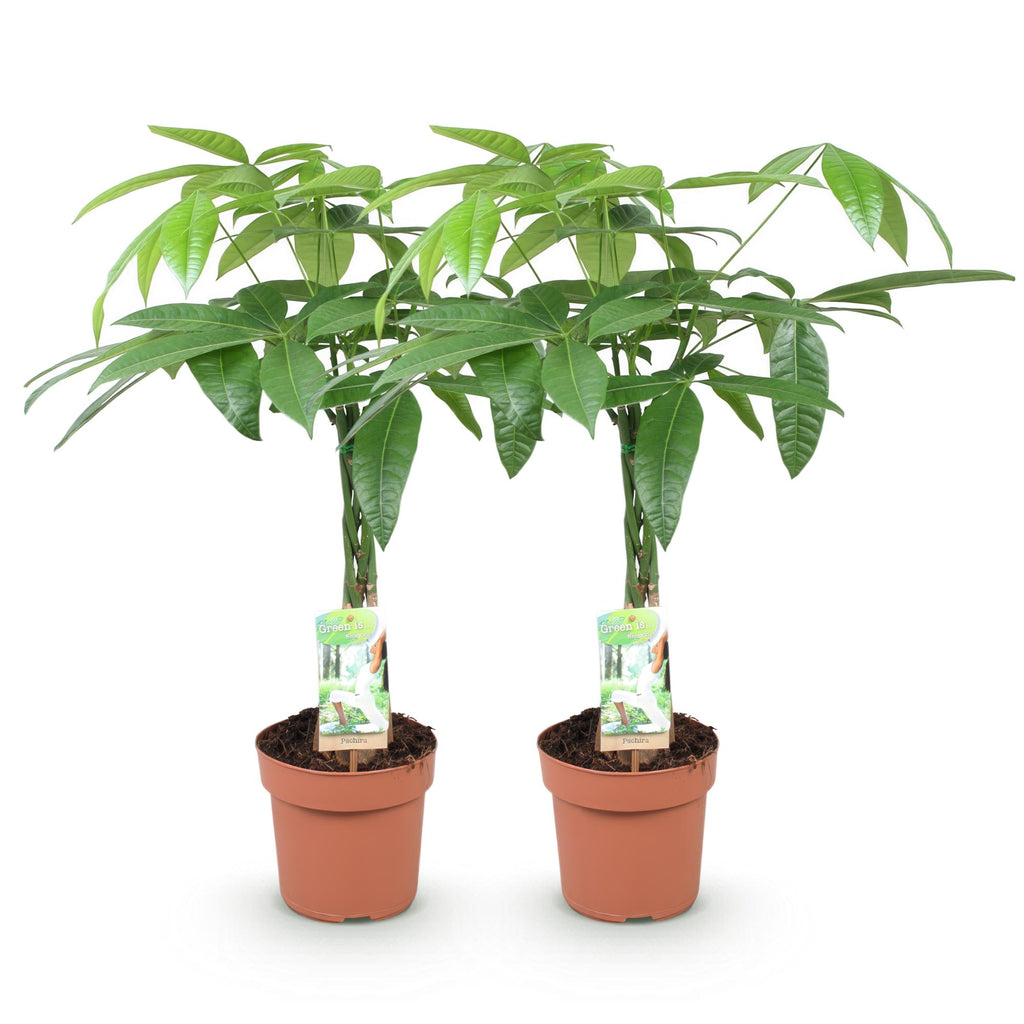 2× Pachira aquatica mit geflochtenem Stamm (Geldbaum) – Ø 17 cm, 60–70 cm hoch