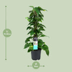 Epipremnum (scindapsus) – Ø19 cm, 80 cm hoog