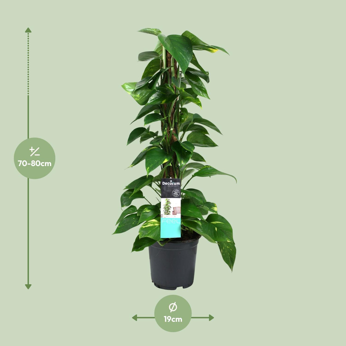 Epipremnum (scindapsus) – Ø19 cm, 80 cm hoog