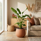 Strelitzia nicolai (witte paradijsvogelbloem) – Ø24 cm, 170 cm hoog