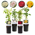 Rosa 'Rainbow' (Blüten rosa weiß gelb rot) – 4 Pflanzen, Ø11 cm, 40 cm hoch