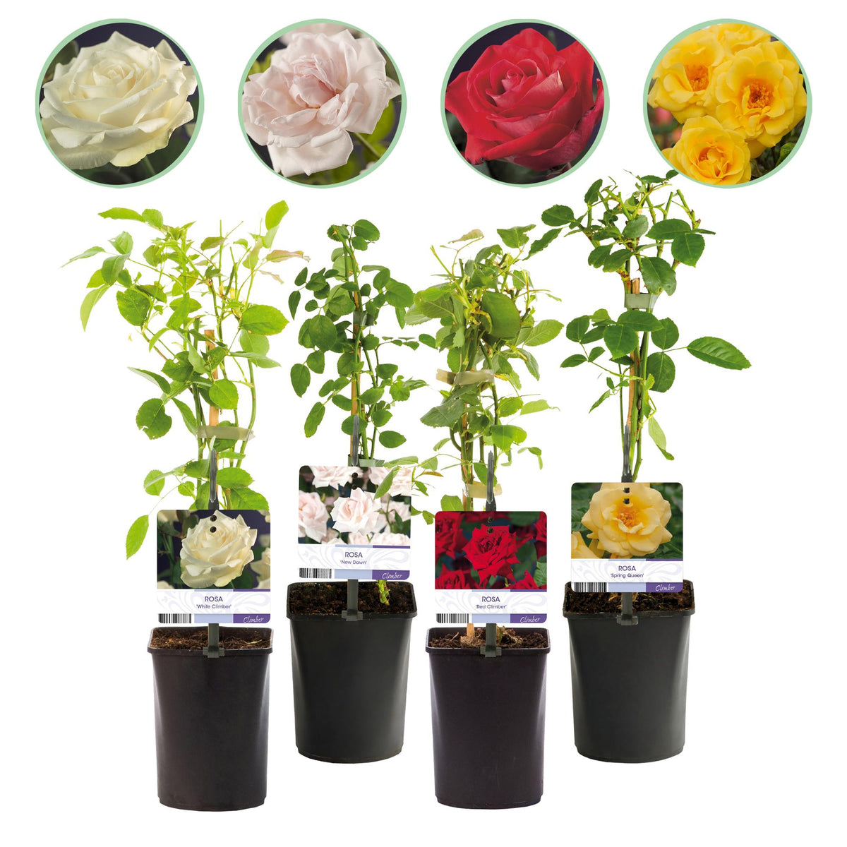 Rosa 'Rainbow' (Blüten rosa weiß gelb rot) – 4 Pflanzen, Ø11 cm, 40 cm hoch