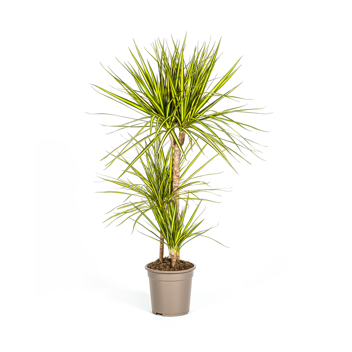 Dracaena marginata Sunray (drakenboom) – Ø21 cm, 100–110 cm hoog