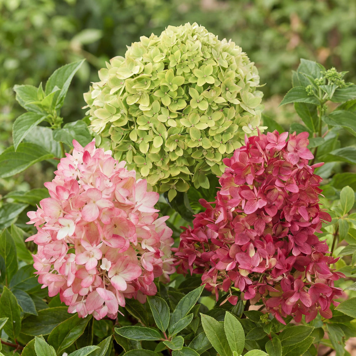 Hydrangea panniculata 'Groundbreaker Blush' (ruby) – 3 planten, Ø14 cm, 20–25 cm hoog
