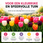 Tulpenmix – 20 bloembollen (bolmaat 11/12)