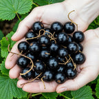Ribes 'Jostabär' (bärbuske) – 6 plantor, Ø 9 cm, 35 cm hög