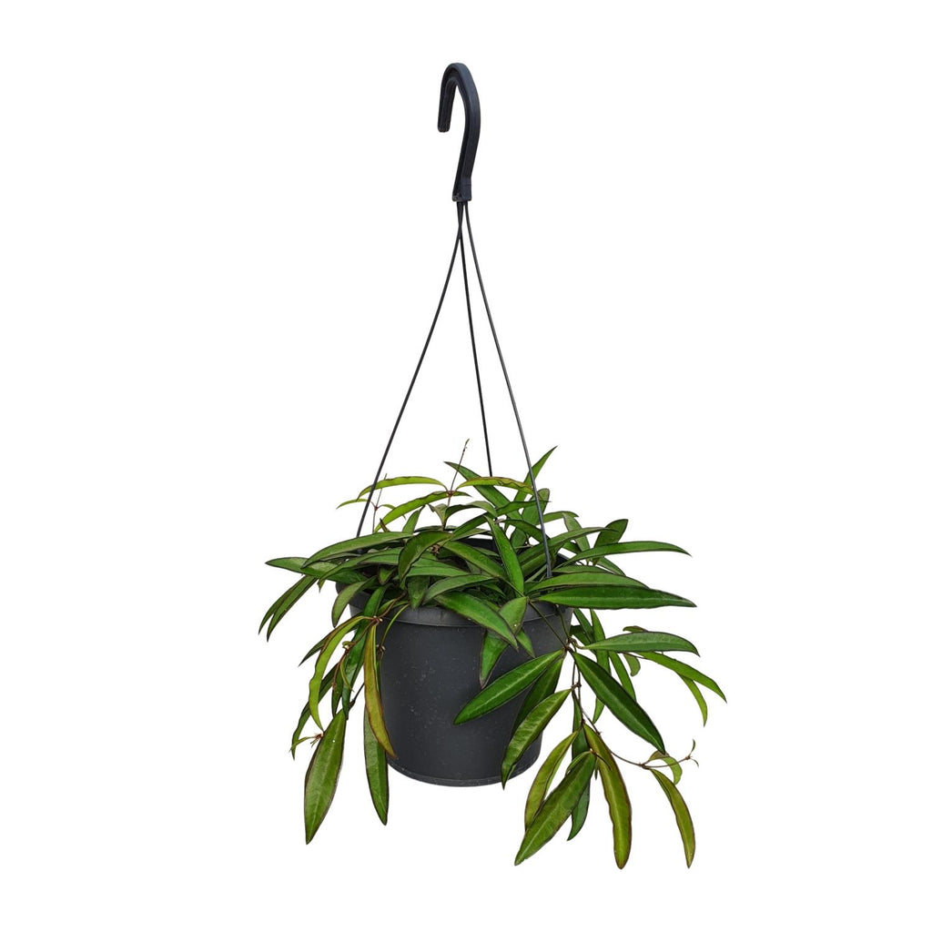Hoya Weyetii (wasbloem) – Ø19 cm, 20 cm hoog