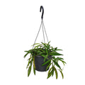 Hoya Weyetii (wasbloem) – Ø19 cm, 20 cm hoog