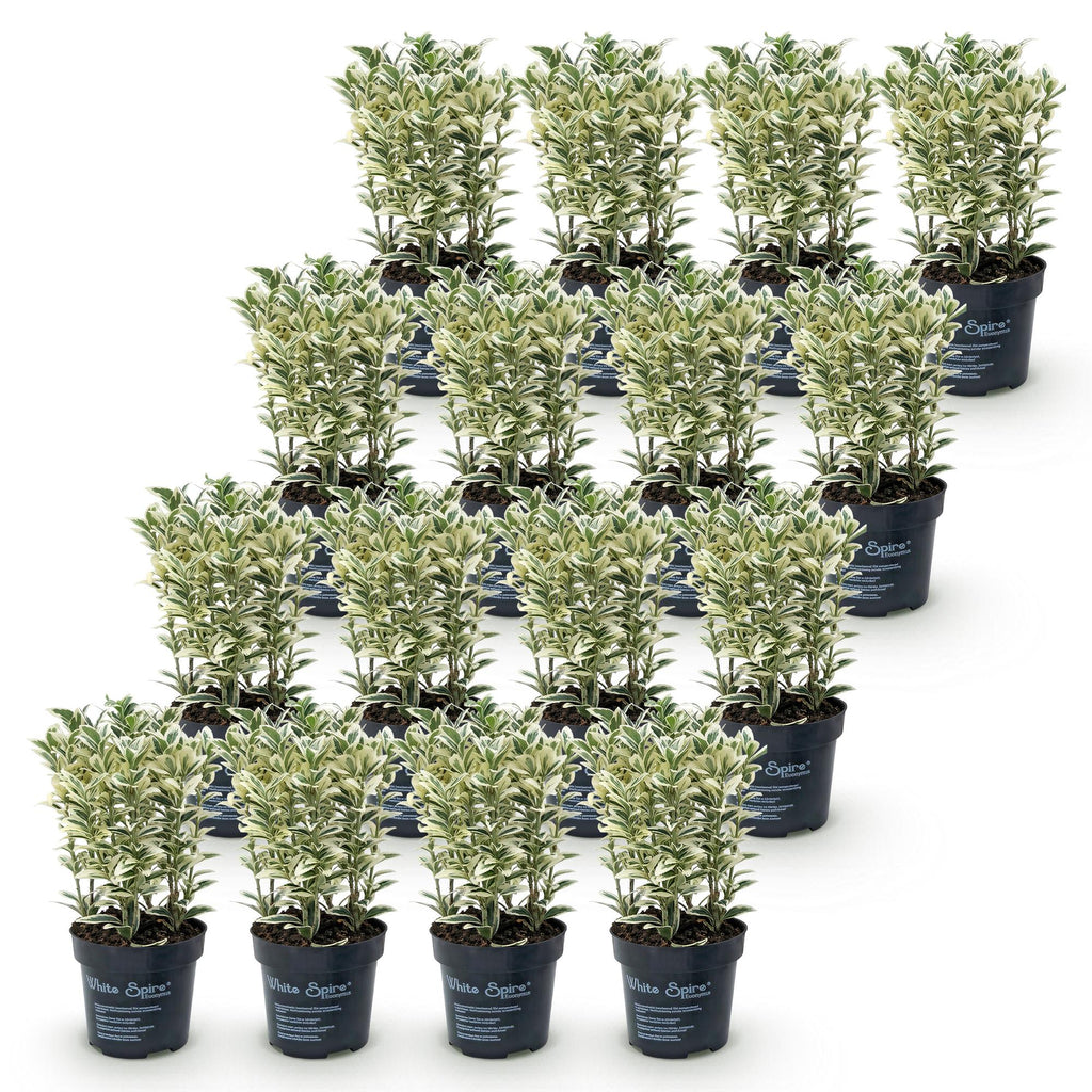 Euonymus japonicus 'White Spire' (osmanthus du Japon) – blanc – 16 plants, Ø9 cm, 20–30 cm de haut – photo 2