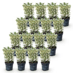 Euonymus japonicus 'White Spire' (osmanthus du Japon) – blanc – 16 plants, Ø9 cm, 20–30 cm de haut