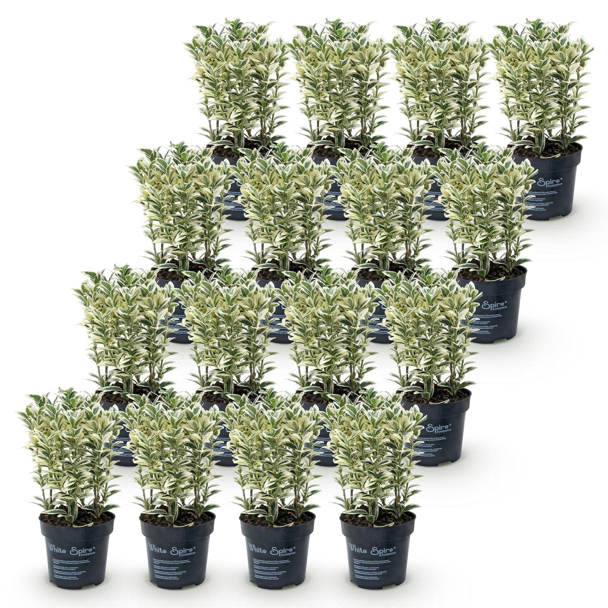 Euonymus japonicus 'White Spire' (osmanthus du Japon) – blanc – 16 plants, Ø9 cm, 20–30 cm de haut – photo 2