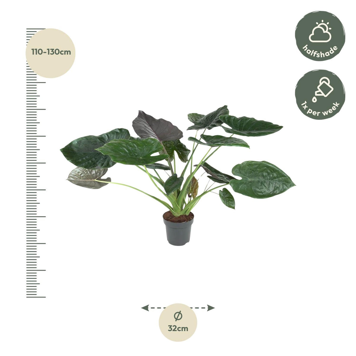 Alocasia Wentii (Elefantenohr) – Ø32 cm, 120 cm hoch