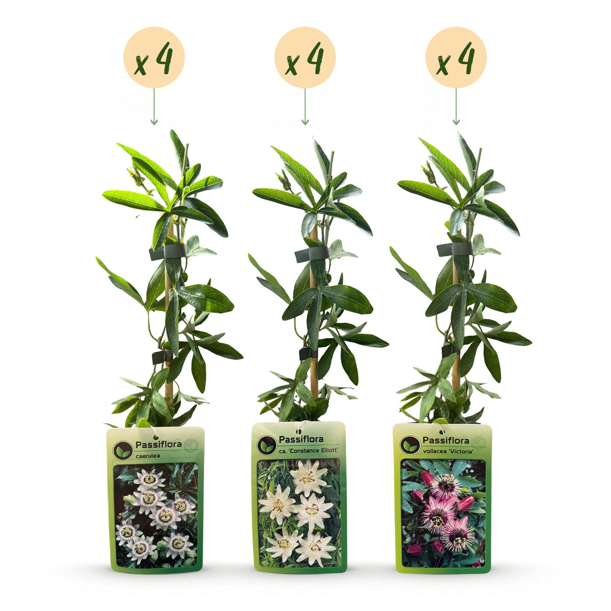 Passiflora 'Tricolour' (driekleurige passiebloem) – wit-paars-roze – 12 planten, Ø9 cm, 35 cm hoog – foto 2