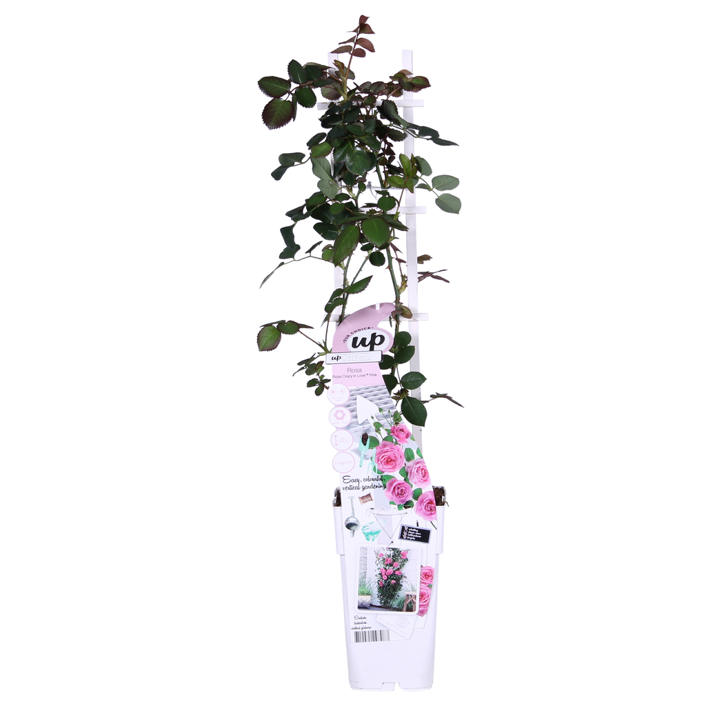 Rosa 'Crazy' (pink rose) – Ø15 cm, 65 cm high – photo 9