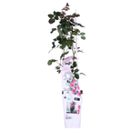 Rosa 'Crazy' (pink rose) – Ø15 cm, 65 cm high