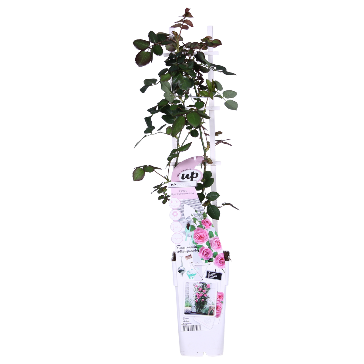 Rosa 'Crazy' (pink rose) – Ø15 cm, 65 cm high – photo 9