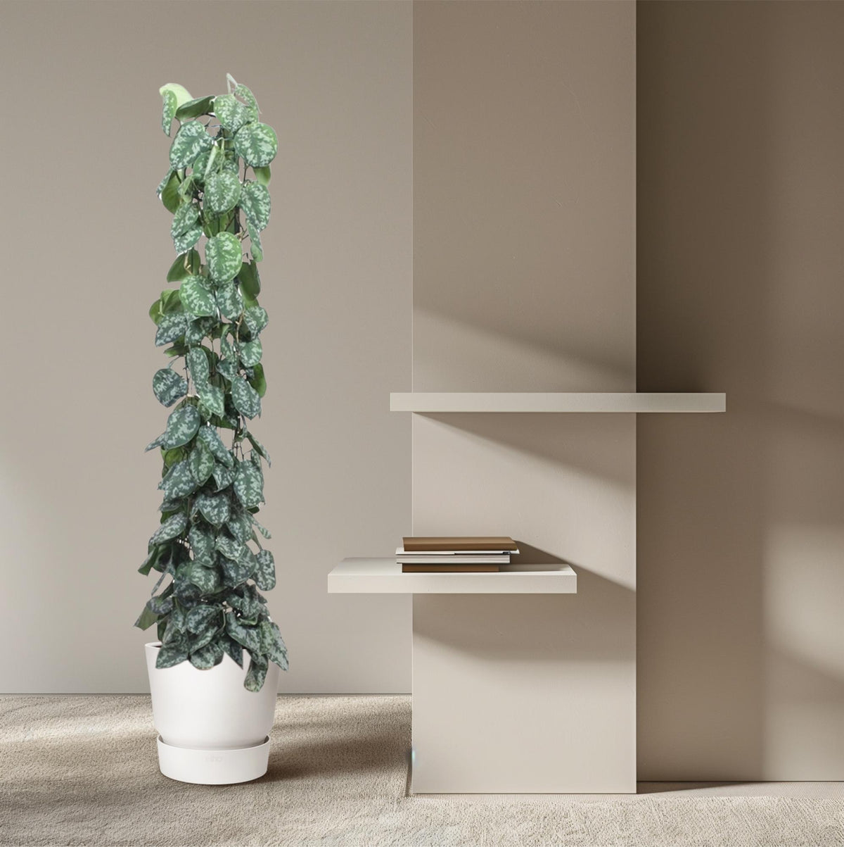 Scindapsus pictus Trebie Gitterregal – Ø 27 cm, 160 cm hoch – Bild 4