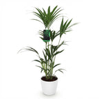 Howea forsteriana (kentiapalme) i Potter-papkrukke hvid – Ø21 cm, 120–130 cm høj
